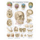 Erler-Zimmer Anatomische Lehrtafel "Der menschliche Schädel" 50 x 70 cm