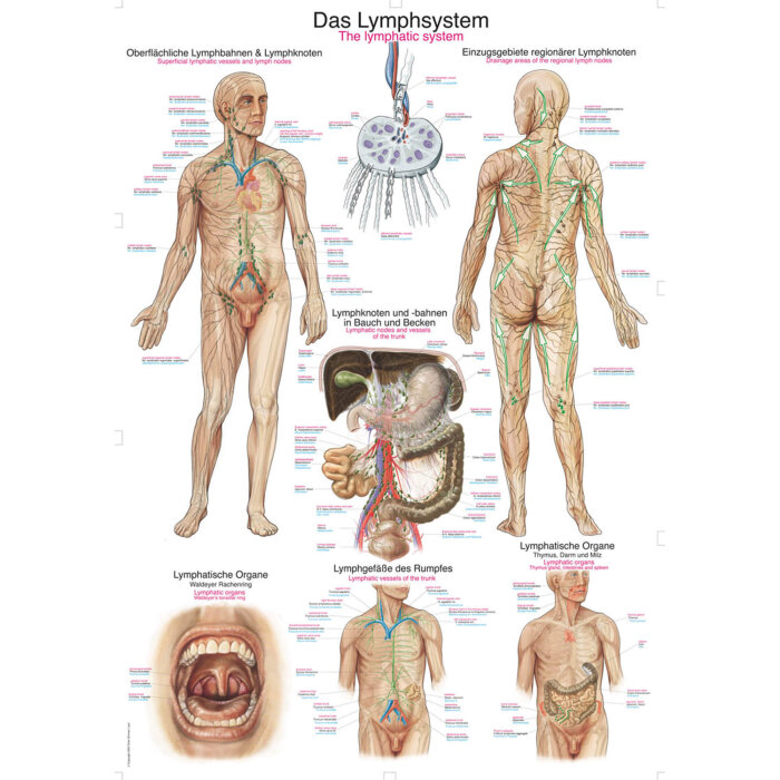 Erler-Zimmer Anatomische Lehrtafel "Das Lymphsystem" 50 x 70 cm