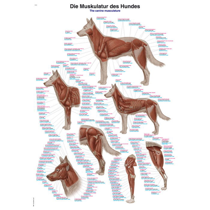 Erler-Zimmer Anatomische Lehrtafel "Die Muskulatur des Hundes" 50 x 70 cm