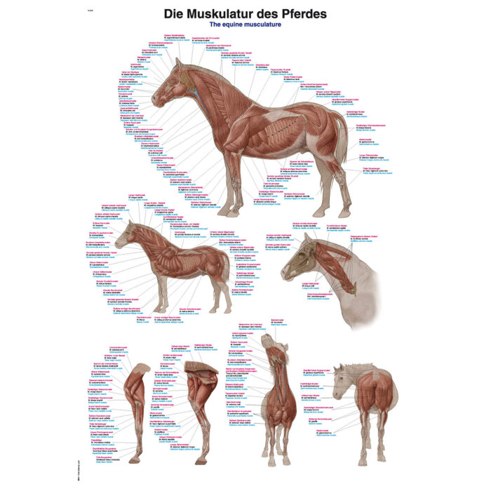 Erler-Zimmer Anatomische Lehrtafel "Die Muskulatur des Pferdes" 50 x 70 cm