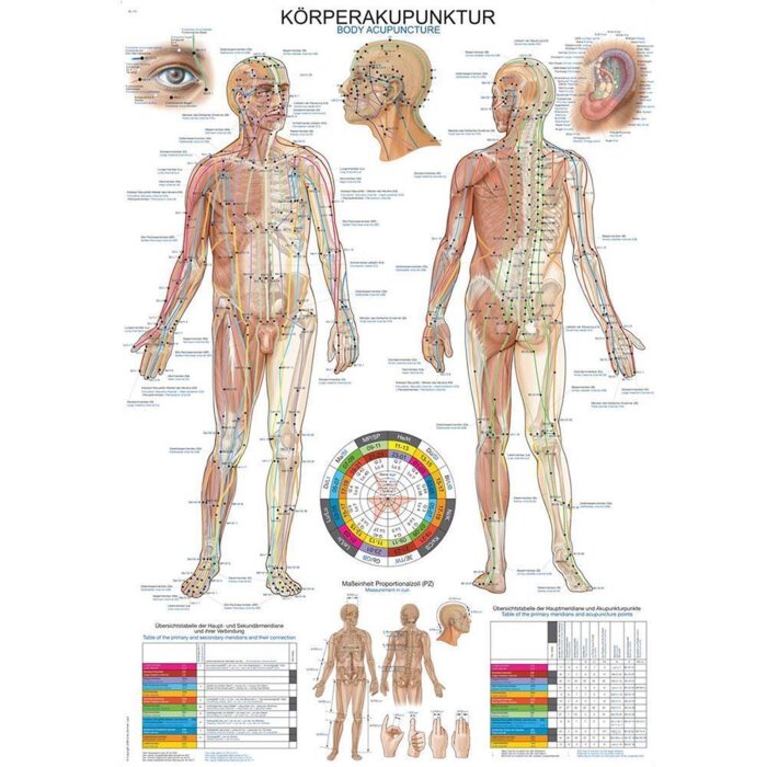 Erler-Zimmer Anatomische Lehrtafel  "Körperakupunktur"