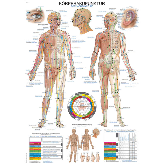 Erler-Zimmer Anatomische Lehrtafel  "Körperakupunktur" 50 x 70 cm