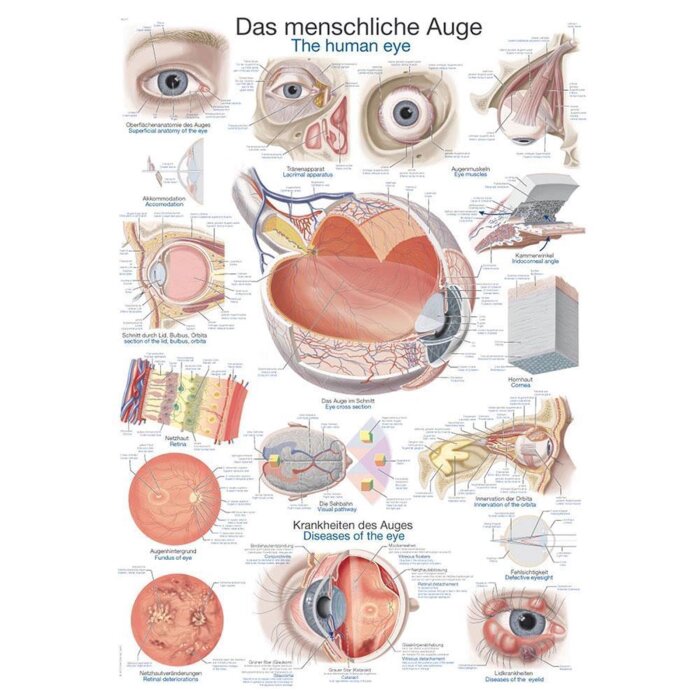 Erler-Zimmer Anatomische Lehrtafel "Das menschliche Auge"  70 x 100 cm