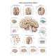 Erler-Zimmer Anatomische Lehrtafel "Das menschliche Gehirn" 50 x 70 cm