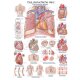 Erler-Zimmer Anatomische Lehrtafel "Das menschliche Herz"