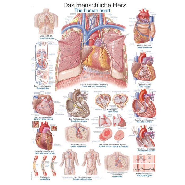 Erler-Zimmer Anatomische Lehrtafel "Das menschliche Herz" 50 x 70 cm