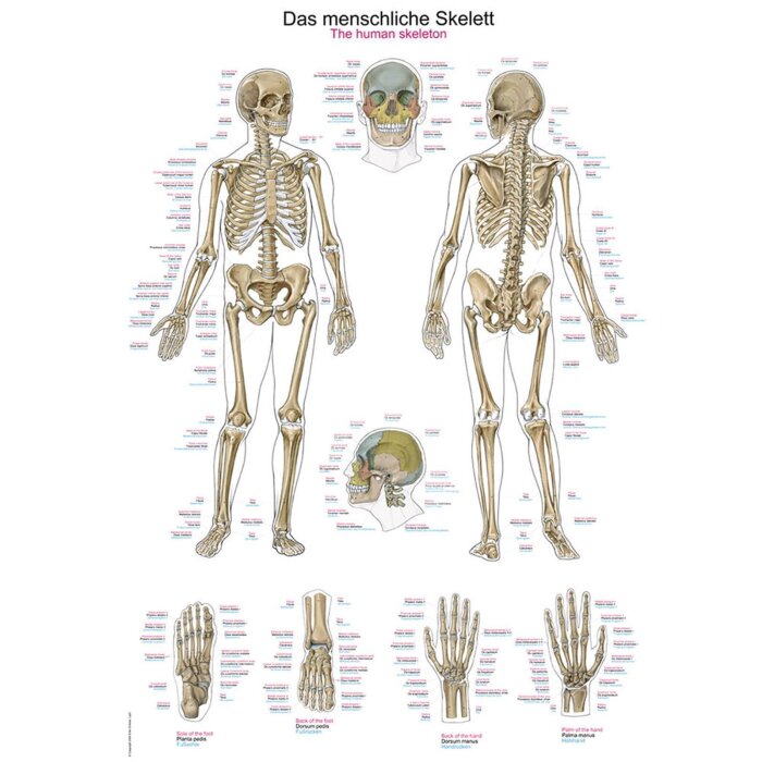 Erler-Zimmer Anatomische Lehrtafel "Das menschliche Skelett"