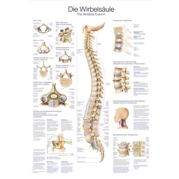 Erler-Zimmer Anatomische Lehrtafel "Die...