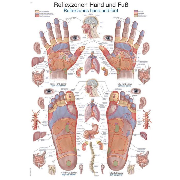 Erler-Zimmer Anatomische Lehrtafel "Reflexzonen Hand und Fuß" 70 x 100 cm