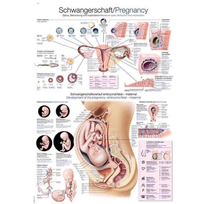 Erler-Zimmer Anatomische Lehrtafel "Schwangerschaft"  70 x 100 cm