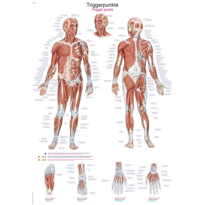 Erler-Zimmer Anatomische Lehrtafel "Triggerpunkte" 50 x 70 cm