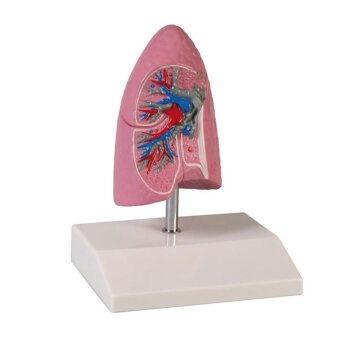 Erler-Zimmer Anatomische Modell Lungenhälfte rechts...