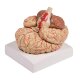 Erler-Zimmer Anatomisches Gehirnmodell 9-tlg mit Arterien