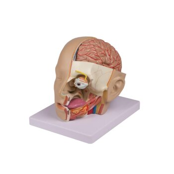 Erler-Zimmer Anatomisches Kopfmodell zerlegbar in 4 Teile