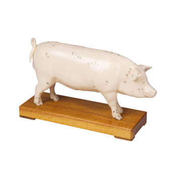Erler-Zimmer Akupunktur Figur Modell Schwein