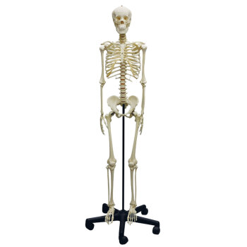 Erler-Zimmer Skelett Modell eines Heranwachsenden