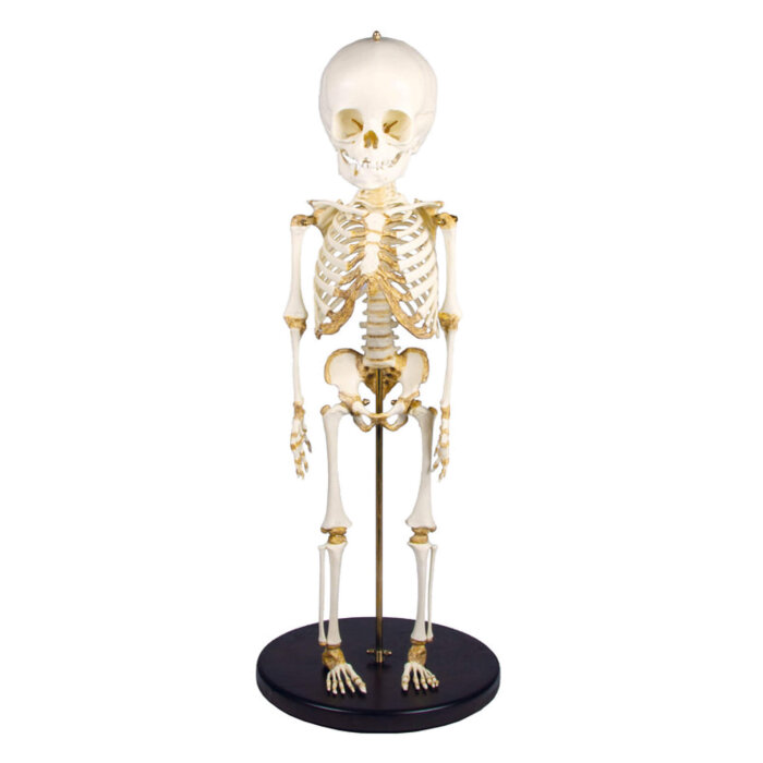 Erler-Zimmer Skelett Modell Kind 14 bis 16 Monate