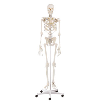 Erler-Zimmer Skelett Modell „Willi“