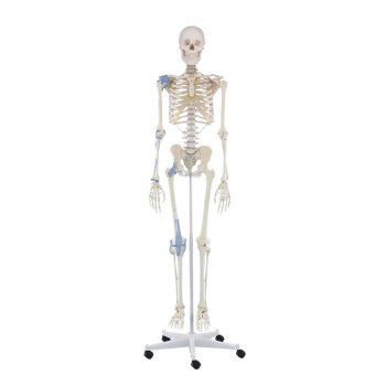 Erler-Zimmer Skelett Modell „Otto“ mit...