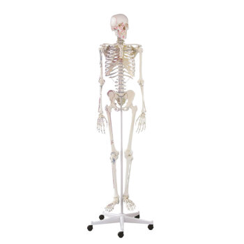 Erler-Zimmer Skelett Modell „Arnold“ mit...