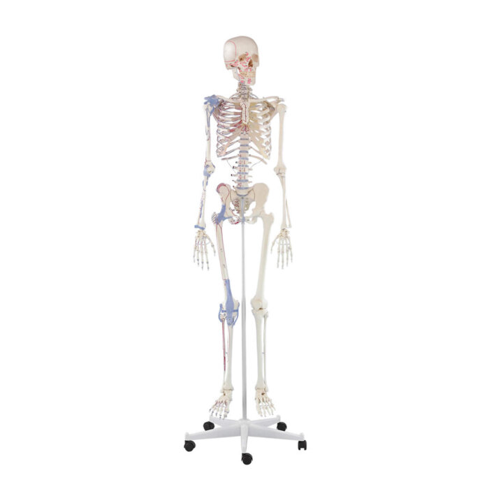 Erler-Zimmer Skelett Modell „Bert“ mit Muskelmarkierungen und Bandapparat