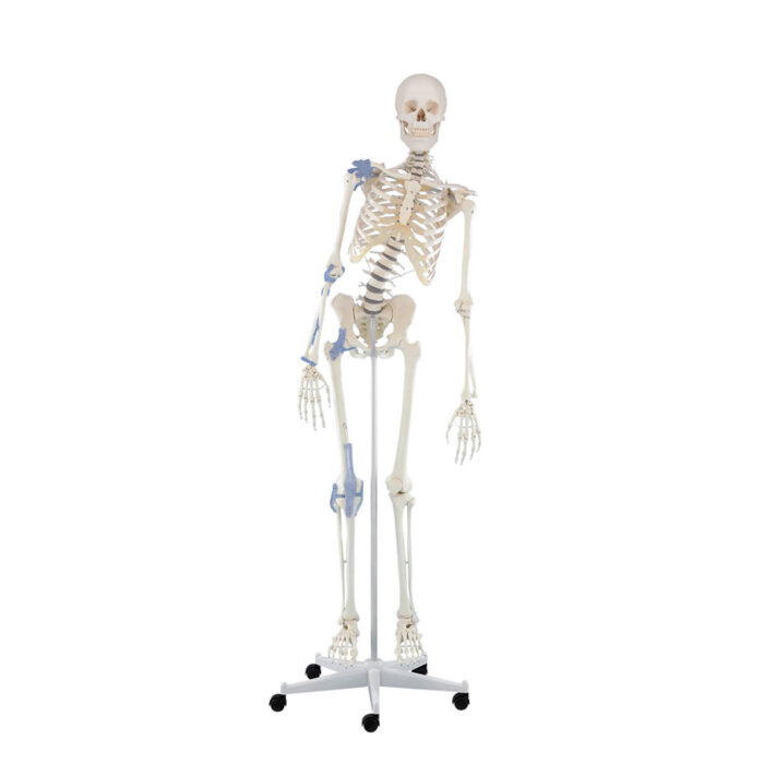 Skelettmodelle