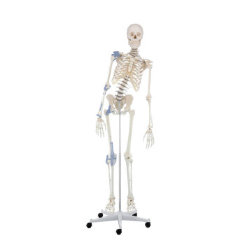 Erler-Zimmer Skelett Modell „Toni“ beweglich...