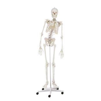 Erler-Zimmer Skelett Modell „Hugo“ mit...