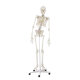 Erler-Zimmer Skelett Modell „Hugo“ mit beweglicher Wirbelsäule