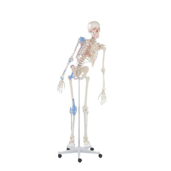 Erler-Zimmer Skelett Modell „Max“ beweglich...