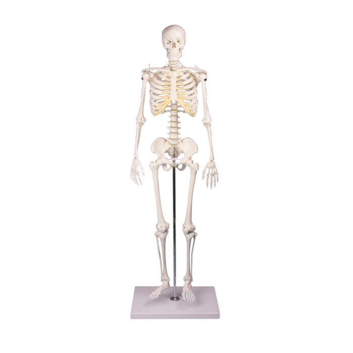 Erler-Zimmer Miniatur Skelett Modell „Tom“