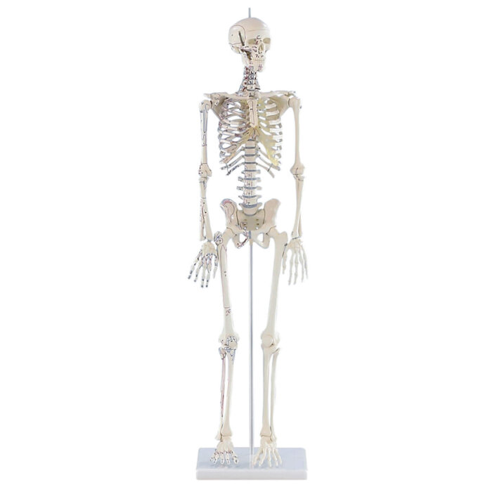 Erler-Zimmer Miniatur Skelett Modell „Daniel“ mit Muskelmarkierungen