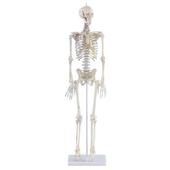 Erler-Zimmer Miniatur Skelett Modell „Daniel“...