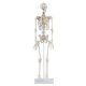 Erler-Zimmer Miniatur Skelett Modell „Daniel“ mit Muskelmarkierungen