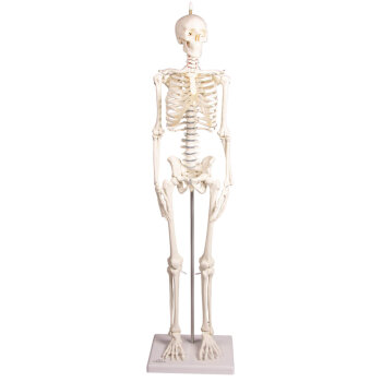 Erler-Zimmer Miniatur Skelett Modell „Paul“...