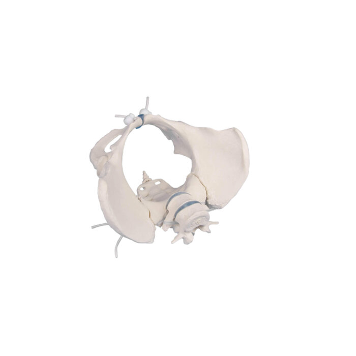 Erler-Zimmer Weibliches Becken Modell mit 2 Lendenwirbeln flexibel
