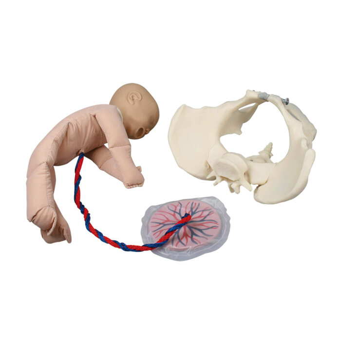 Erler-Zimmer Weibliches Becken Modell mit Fetuspuppe Nabelschnur und Plazenta