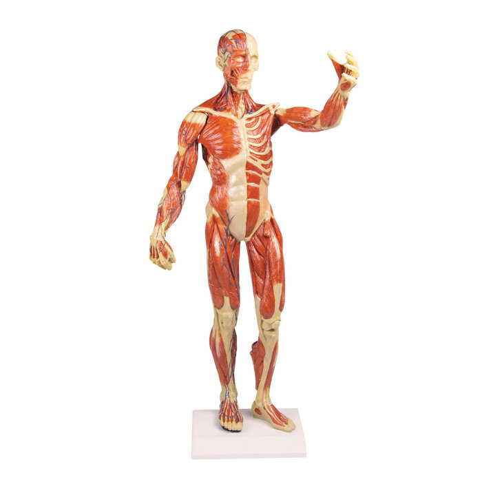 Erler-Zimmer Muskelfigur Modell 1/3 natürliche Größe