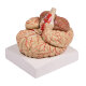 Erler-Zimmer Gehirn Modell 9 teilig mit Arterien