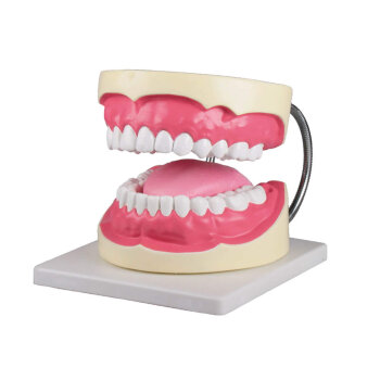 Erler-Zimmer Zahnpflegemodell 3 fache Größe
