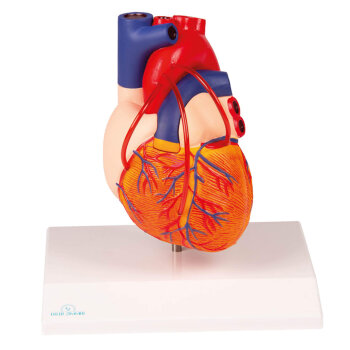 Erler-Zimmer Herz Modell mit Bypass