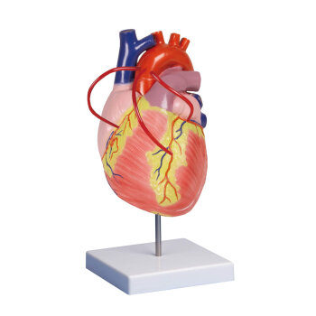 Erler-Zimmer Herz Modell mit Bypass 2 fache...