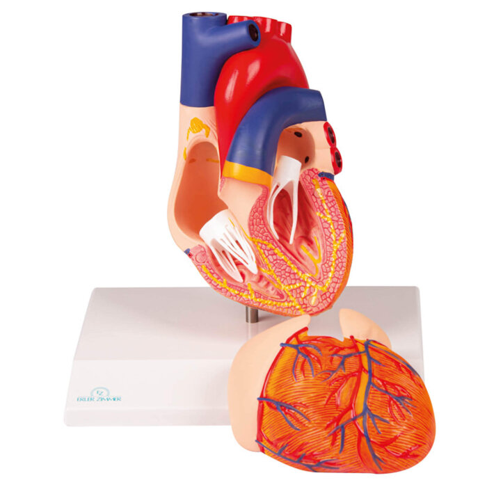 Erler-Zimmer Herzmodell 2 teilig mit Reizleitungssystem
