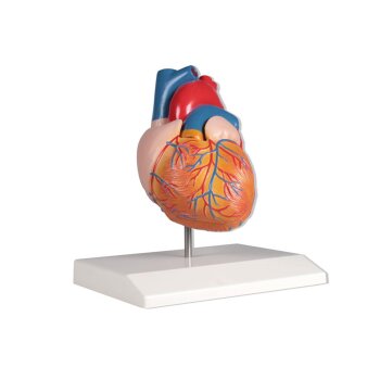 Erler-Zimmer Herzmodell natürliche Größe...