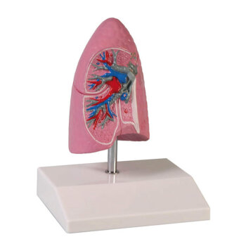 Erler-Zimmer Lungenhälfte Modell ½...