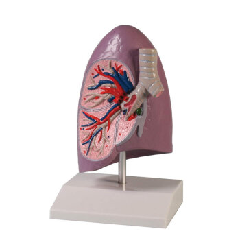 Erler-Zimmer Lungenhälfte Modell natürliche...