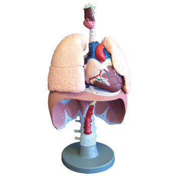 Erler-Zimmer Atmungsorgane Modell