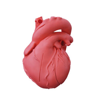 Erler-Zimmer Herz Modell flexibel didaktische...