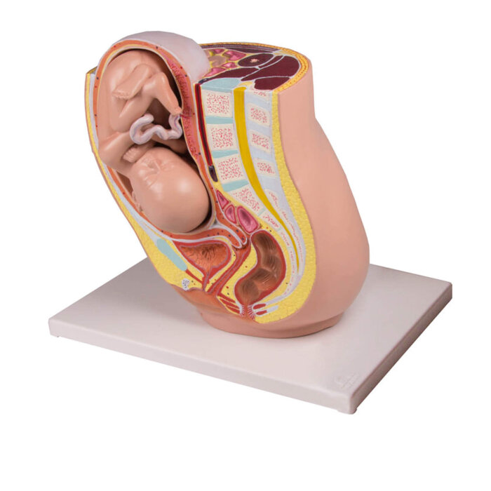 Erler-Zimmer Schwangerschaftsbecken Modell mit Fetus in der 32. Schwangerschaftswoche 2 teilig