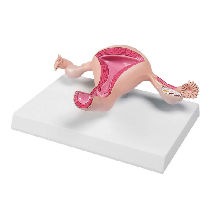 Erler-Zimmer Uterusmodell